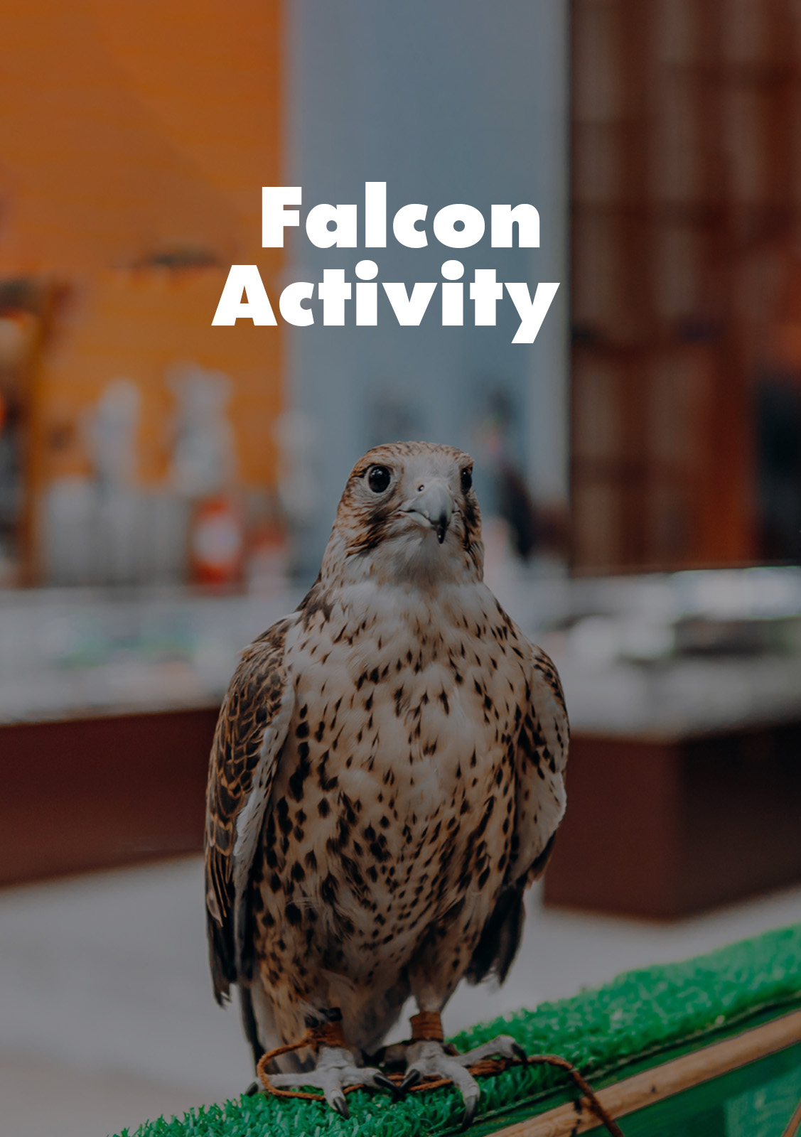 Falcon Activity 